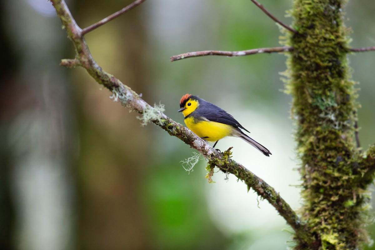 Collared Redstart - ML647080581