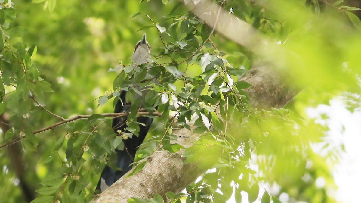 Green-billed Malkoha - ML647080583