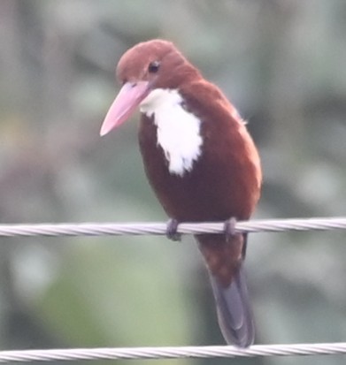 White-throated Kingfisher - ML647080590