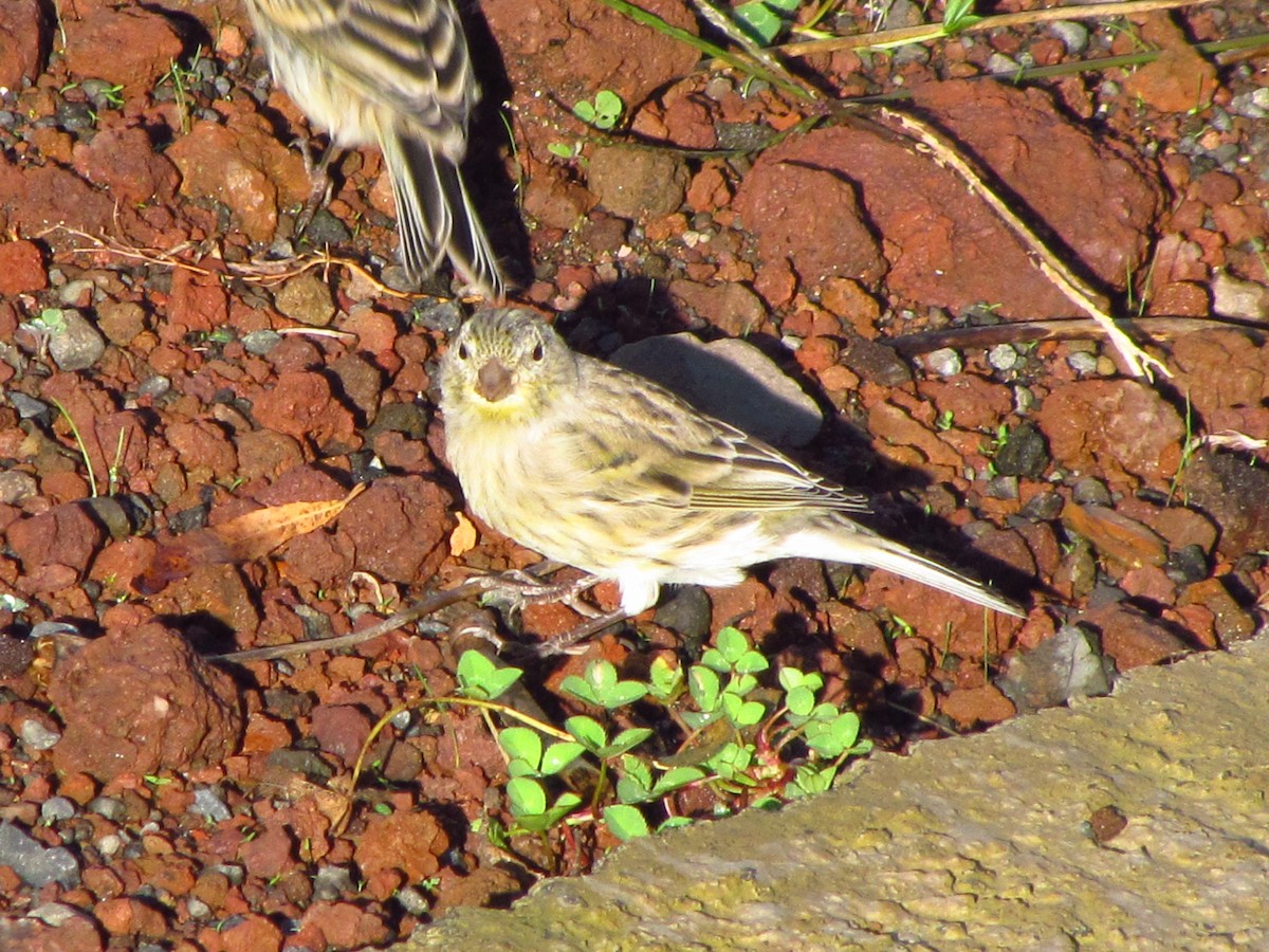 Canarino - ML647080594