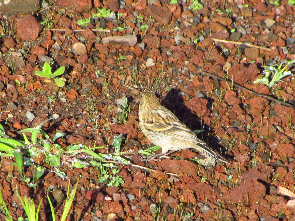 Canarino - ML647080595