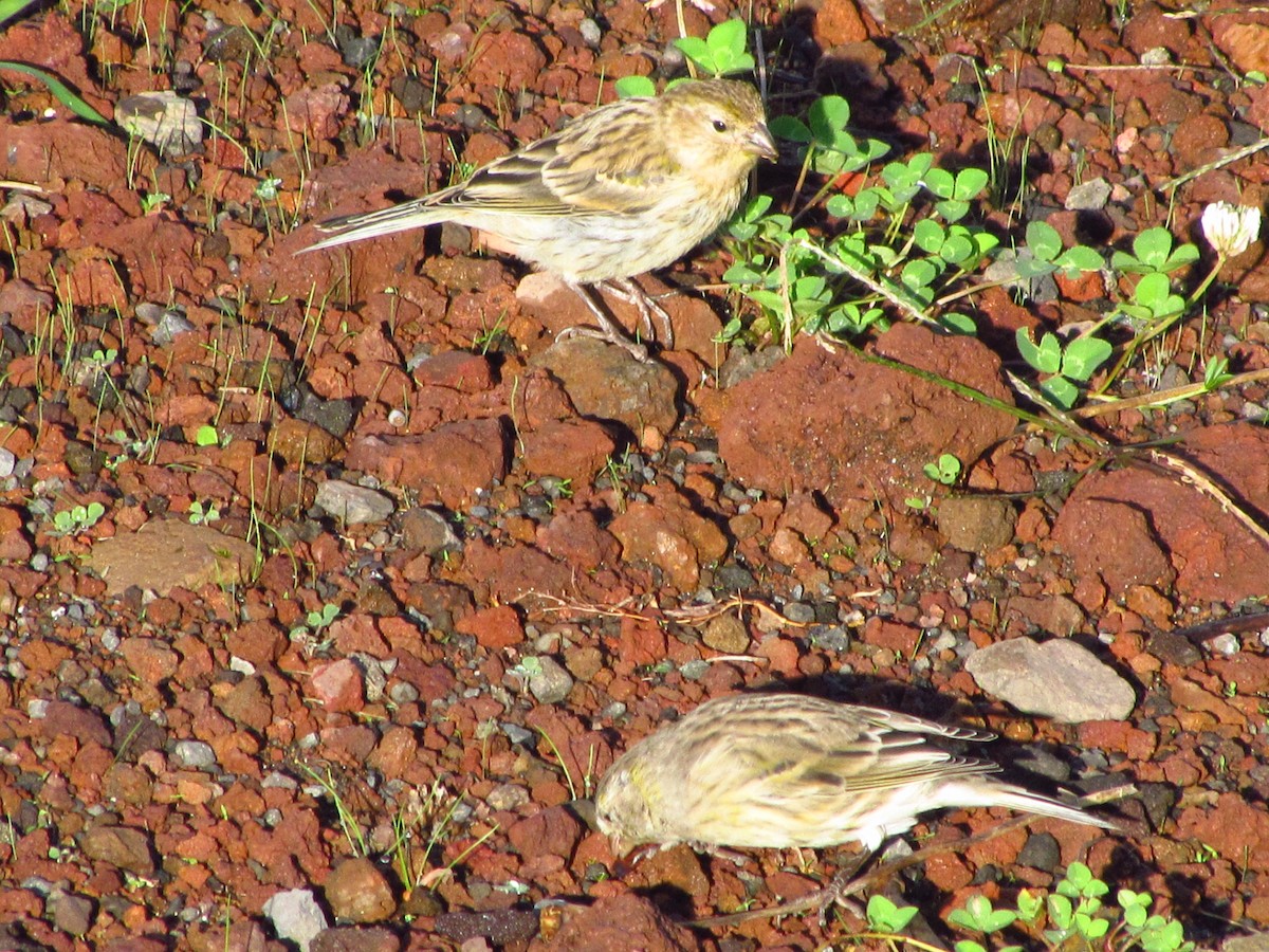 Canarino - ML647080596