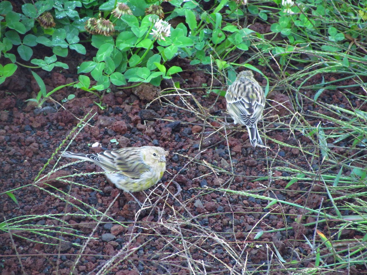 Canarino - ML647080598