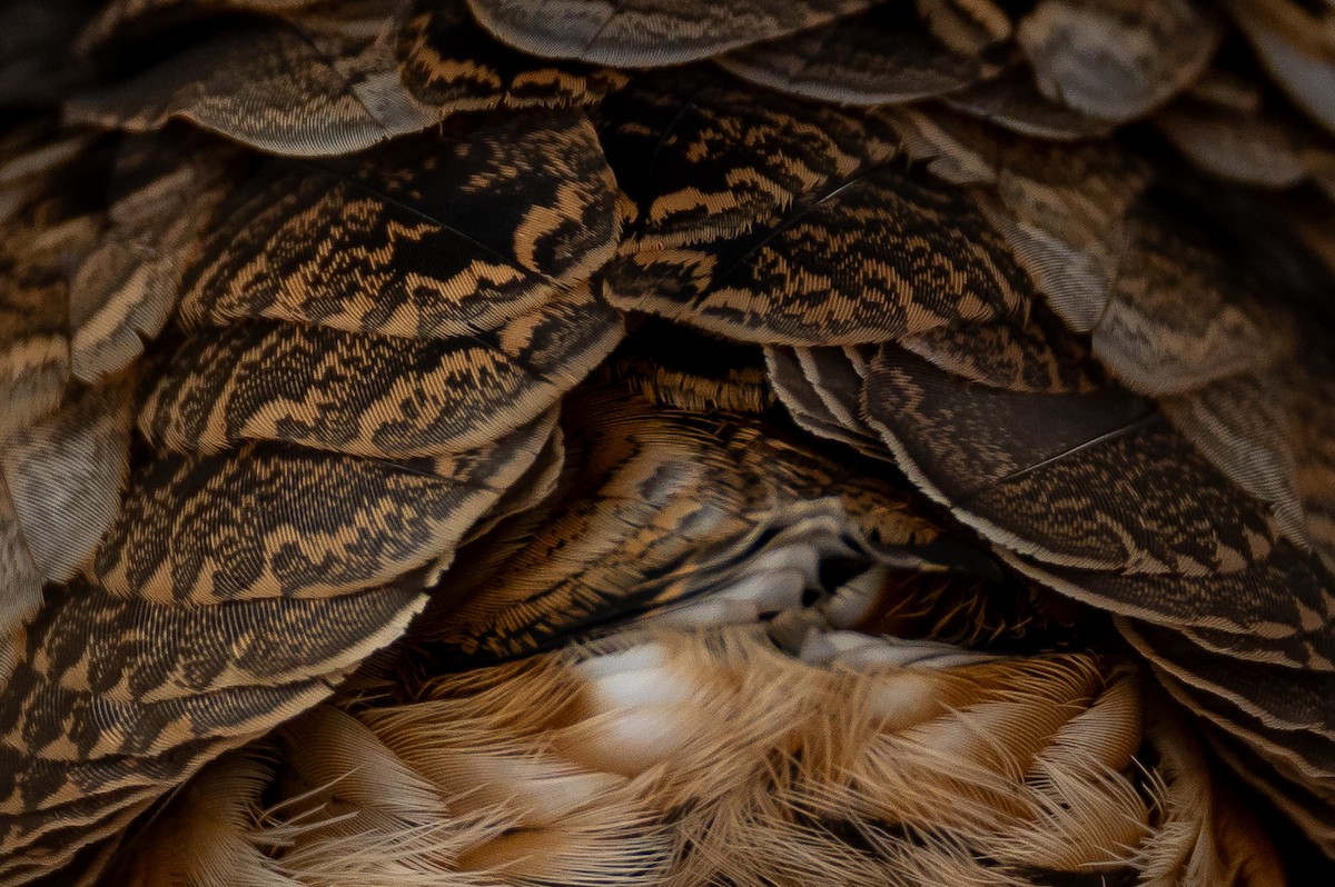 American Woodcock - ML647080620