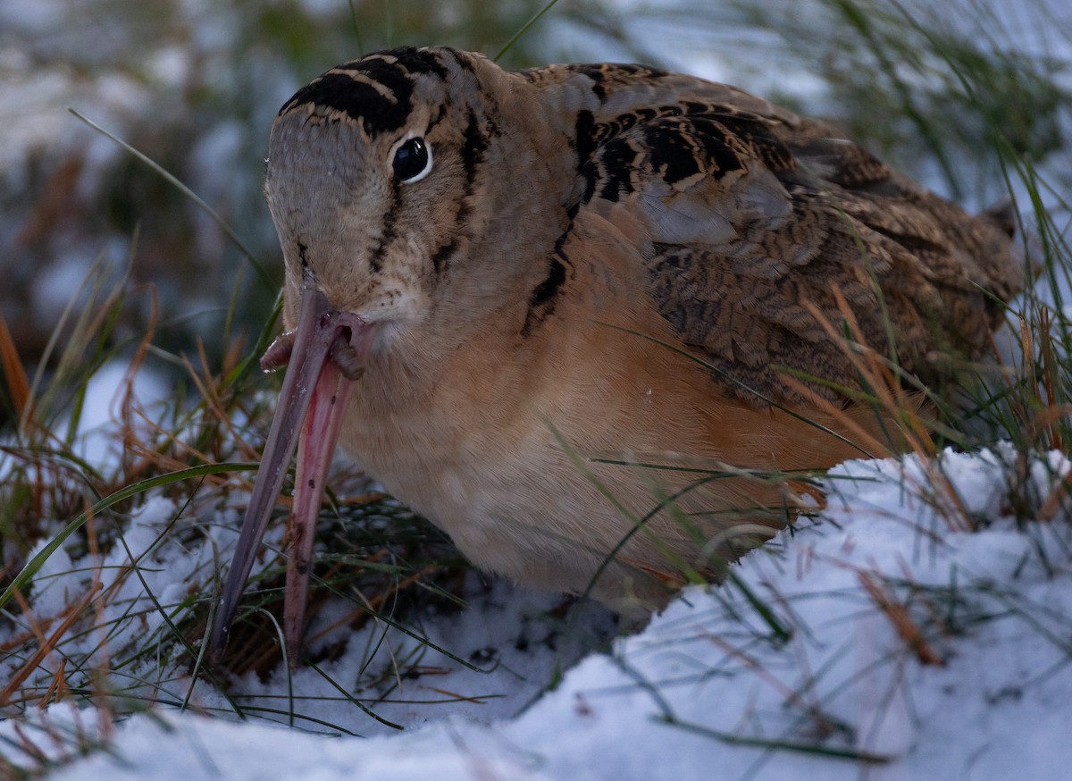 American Woodcock - ML647080621