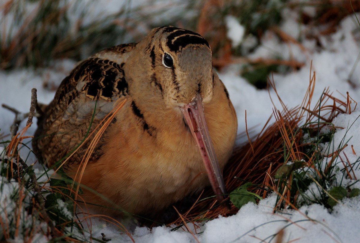 American Woodcock - ML647080622
