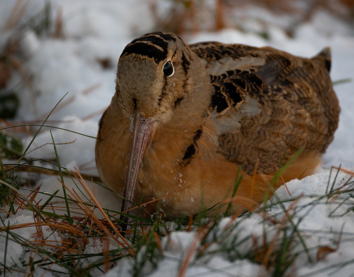 American Woodcock - ML647080623