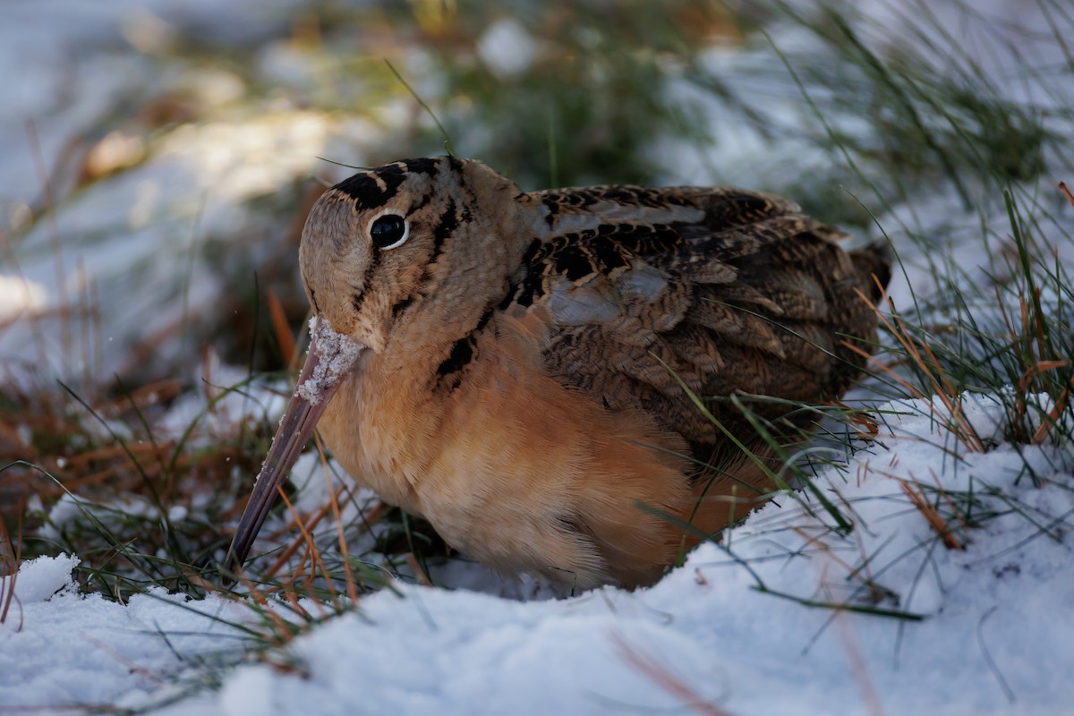 American Woodcock - ML647080624