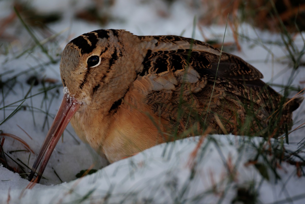 American Woodcock - ML647080625