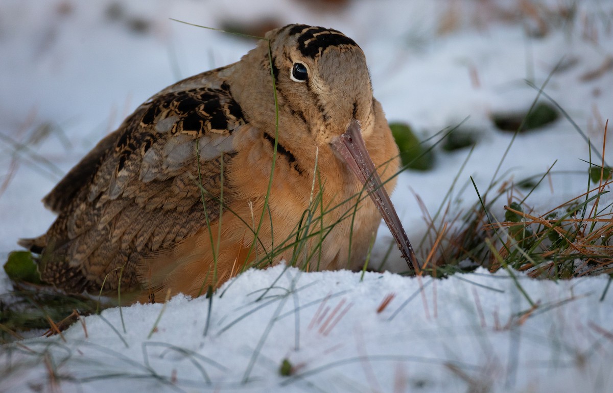 American Woodcock - ML647080626