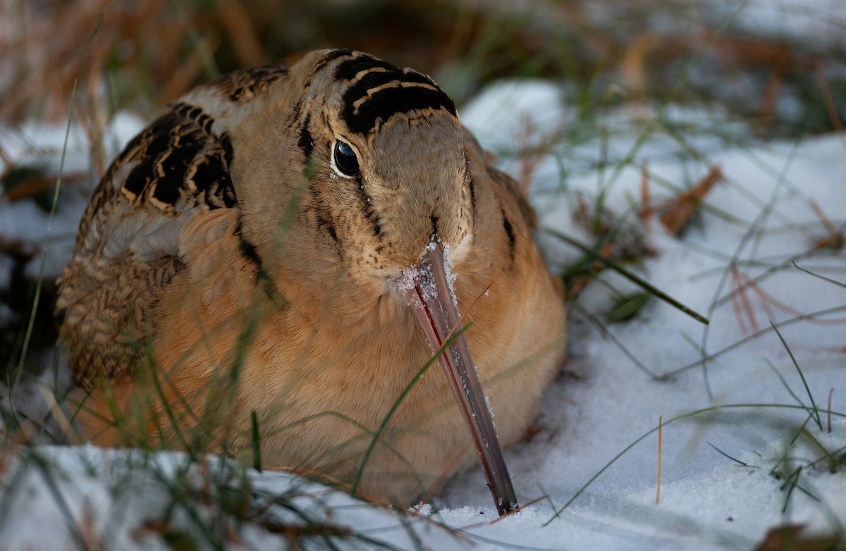 American Woodcock - ML647080627