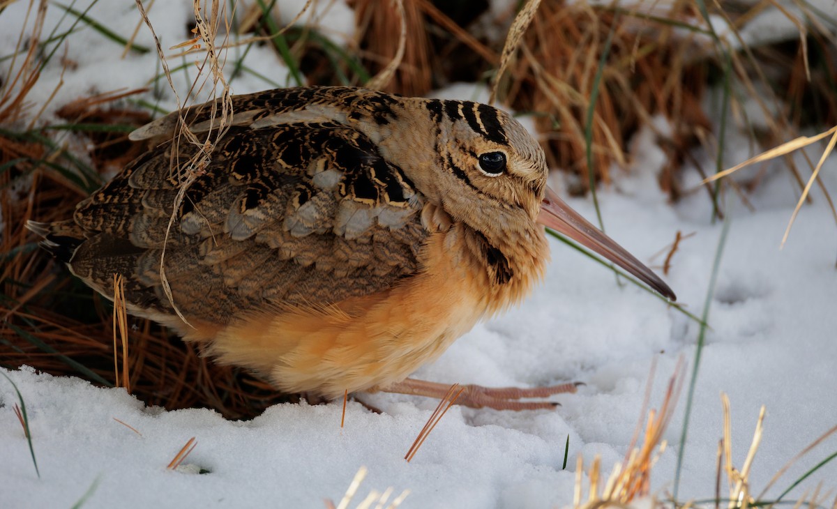 American Woodcock - ML647080628