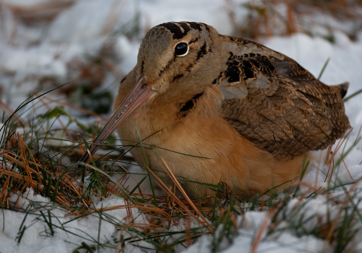 American Woodcock - ML647080630
