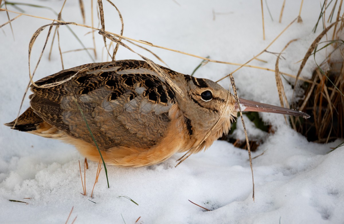 American Woodcock - ML647080631