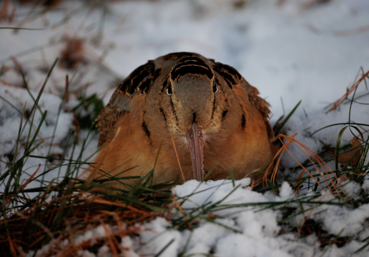 American Woodcock - ML647080632