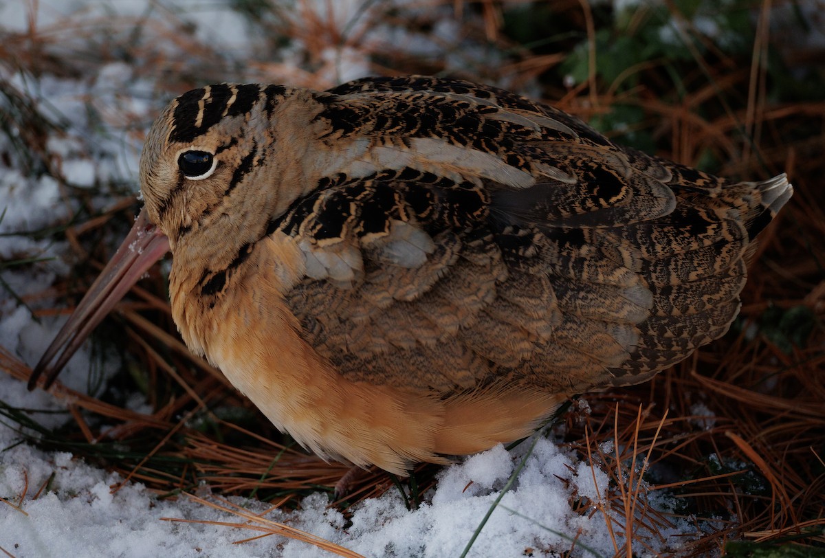 American Woodcock - ML647080633