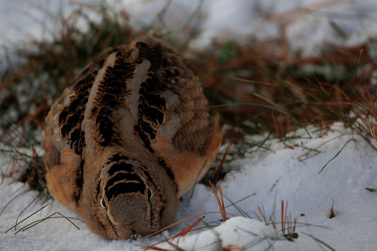 American Woodcock - ML647080634