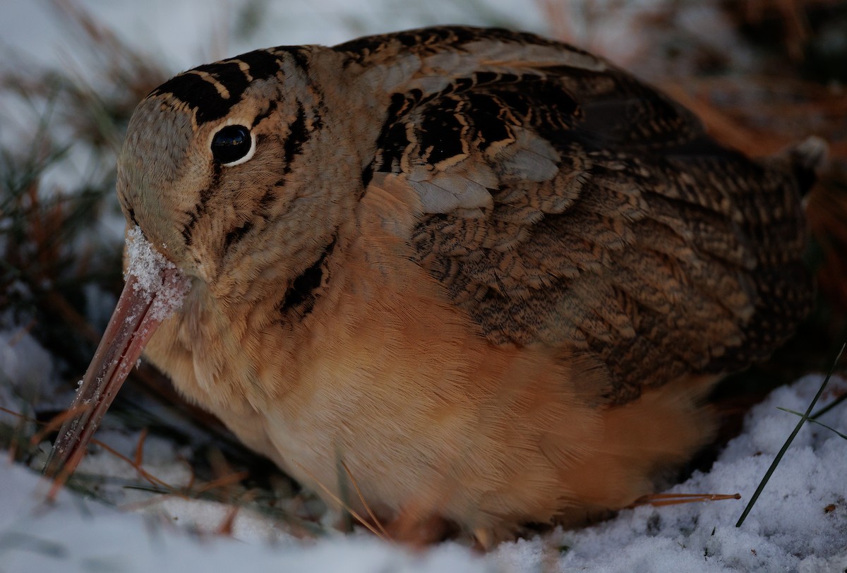 American Woodcock - ML647080635