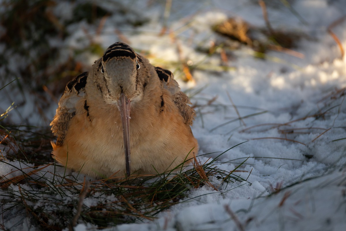 American Woodcock - ML647080636