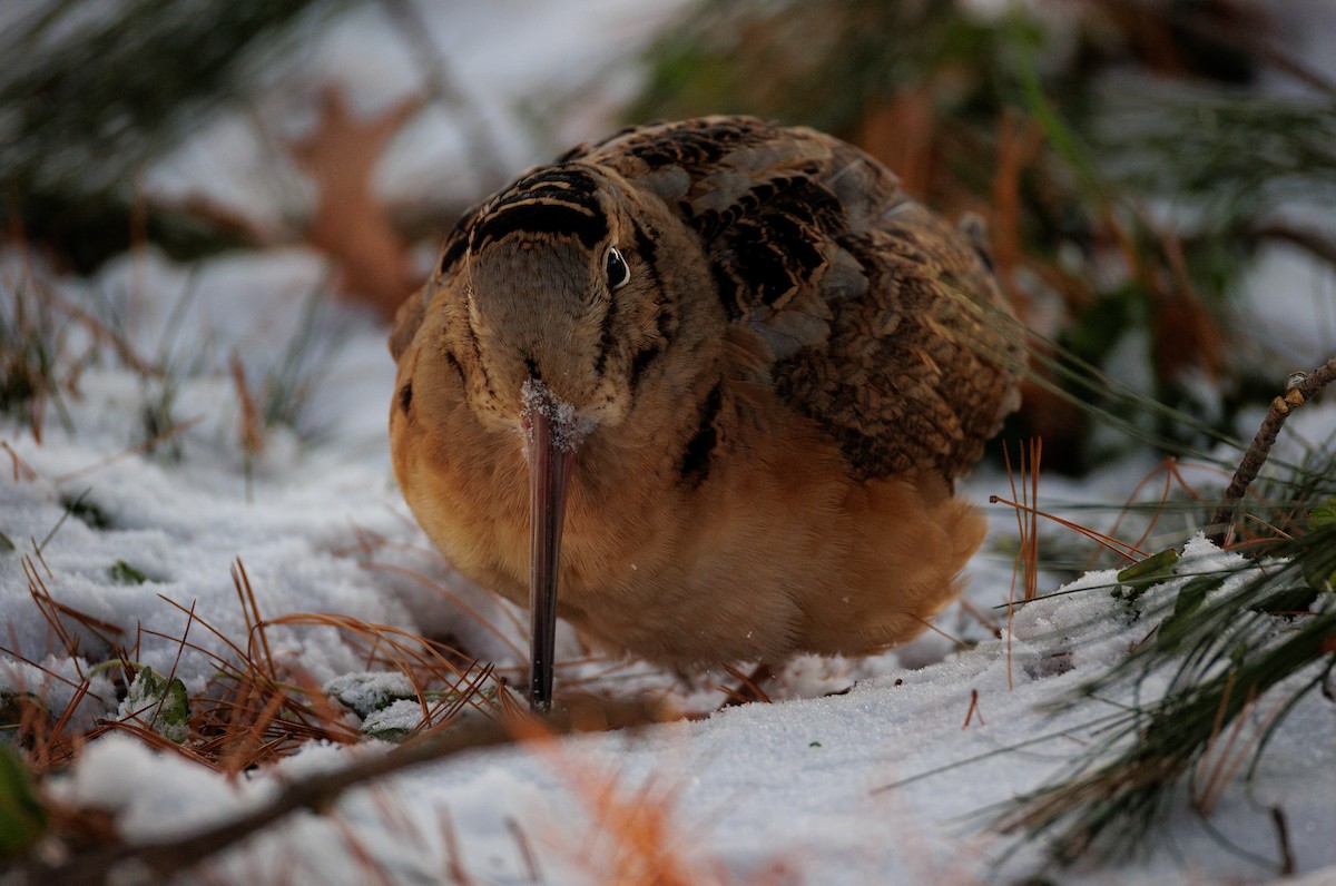 American Woodcock - ML647080637