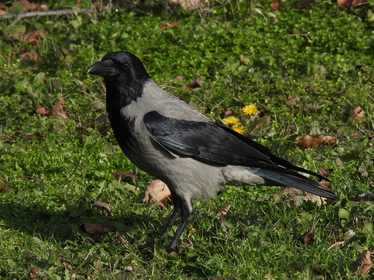 Hooded Crow - ML647080650