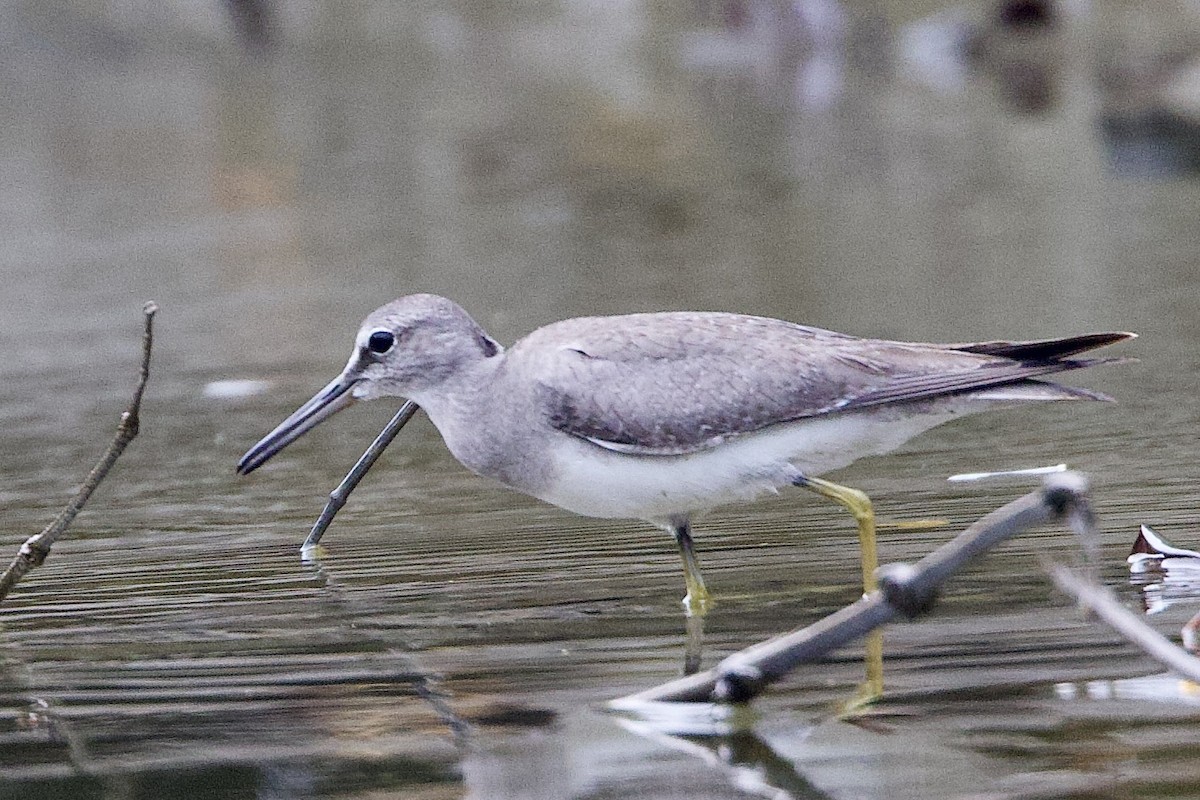 Gray-tailed Tattler - ML647080658