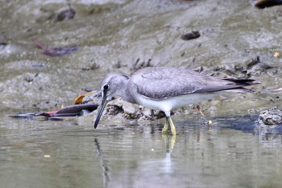 Gray-tailed Tattler - ML647080661