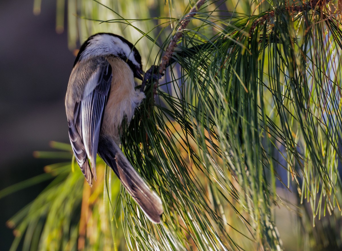 Гаїчка світлокрила - ML647080662