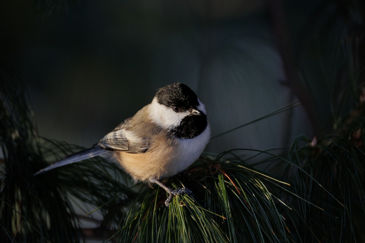 Гаїчка світлокрила - ML647080663