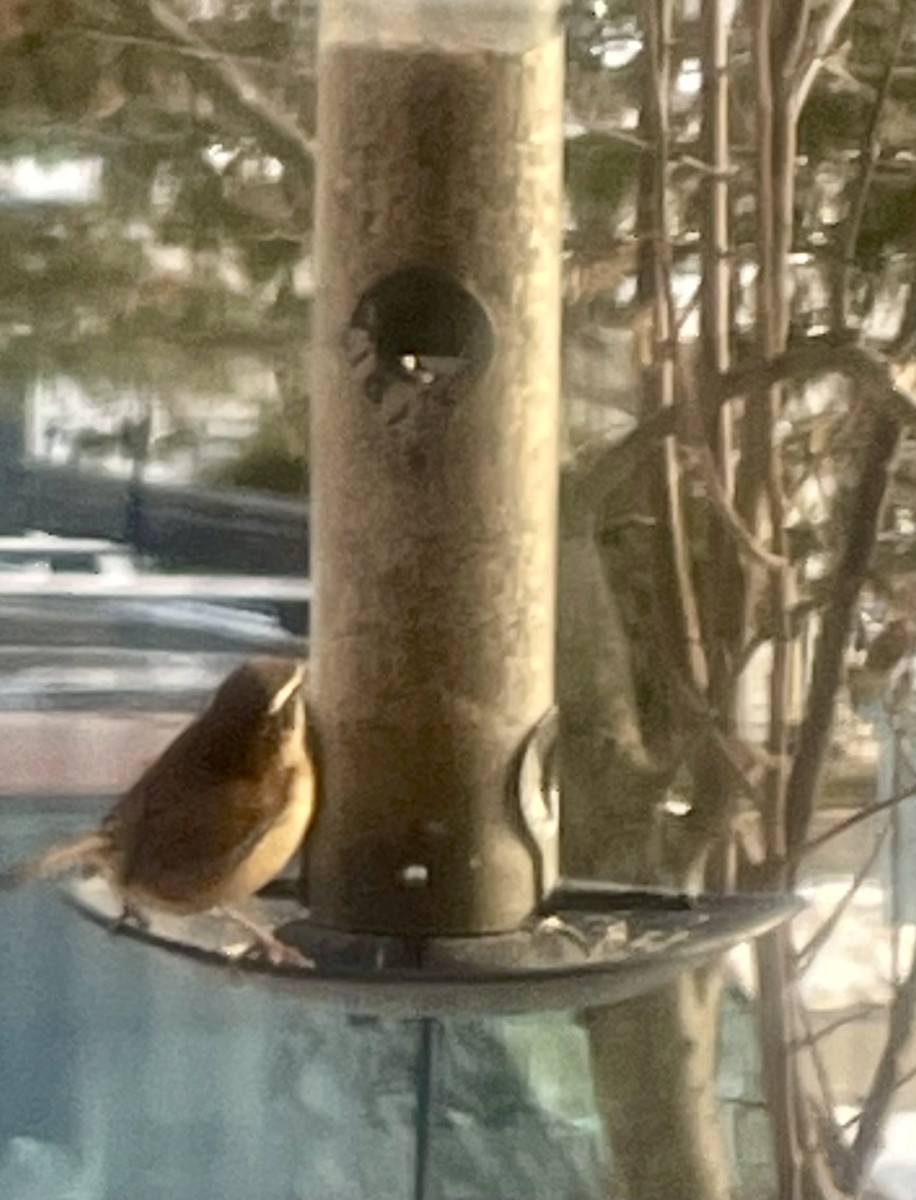 Cucarachero de Carolina - ML647080664