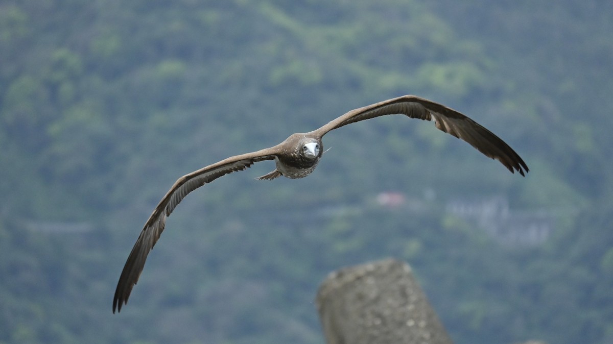 Brown Booby - ML647080701