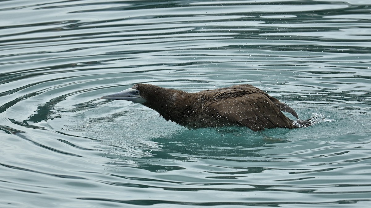 Brown Booby - ML647080702
