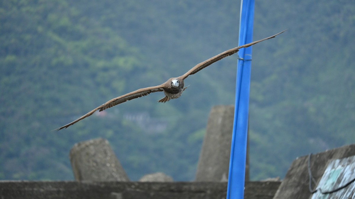 Brown Booby - ML647080703