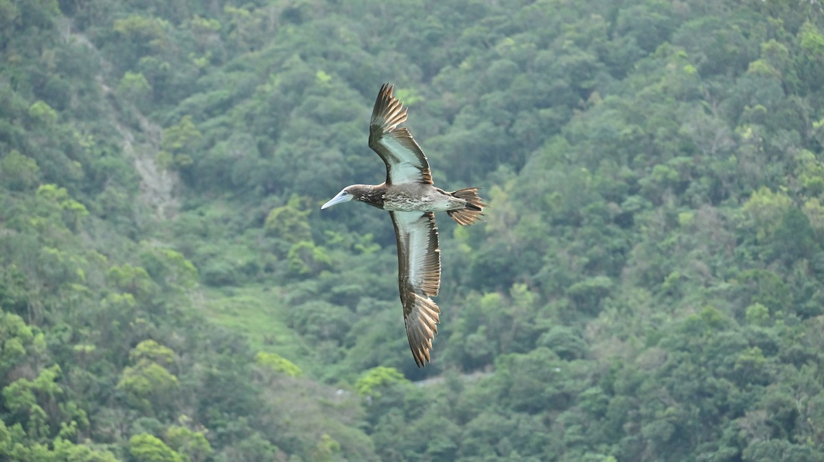 Brown Booby - ML647080704