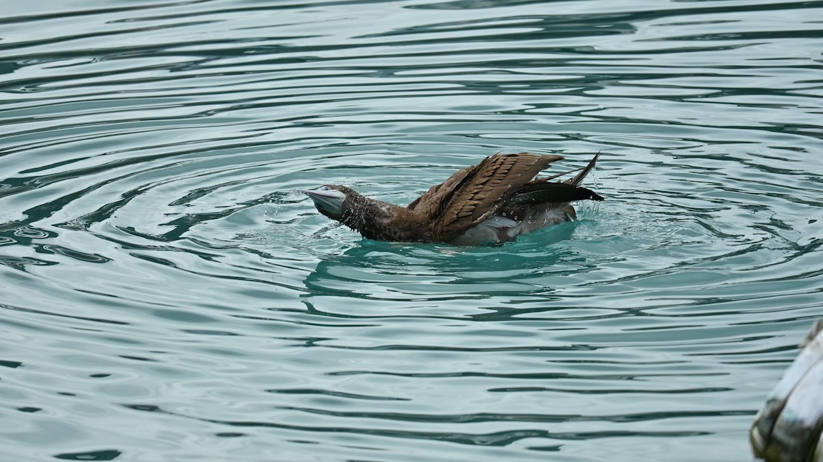 Brown Booby - ML647080705