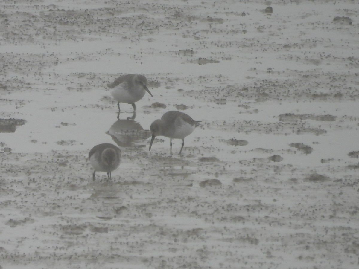 jespák obecný - ML647080710