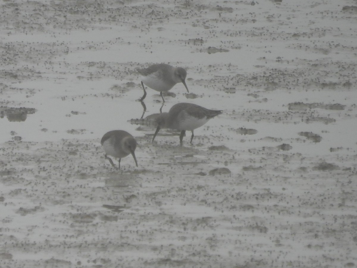 jespák obecný - ML647080711