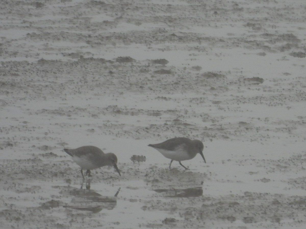 jespák obecný - ML647080712