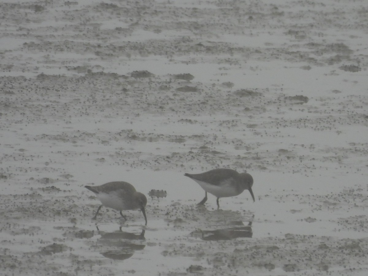 jespák obecný - ML647080713