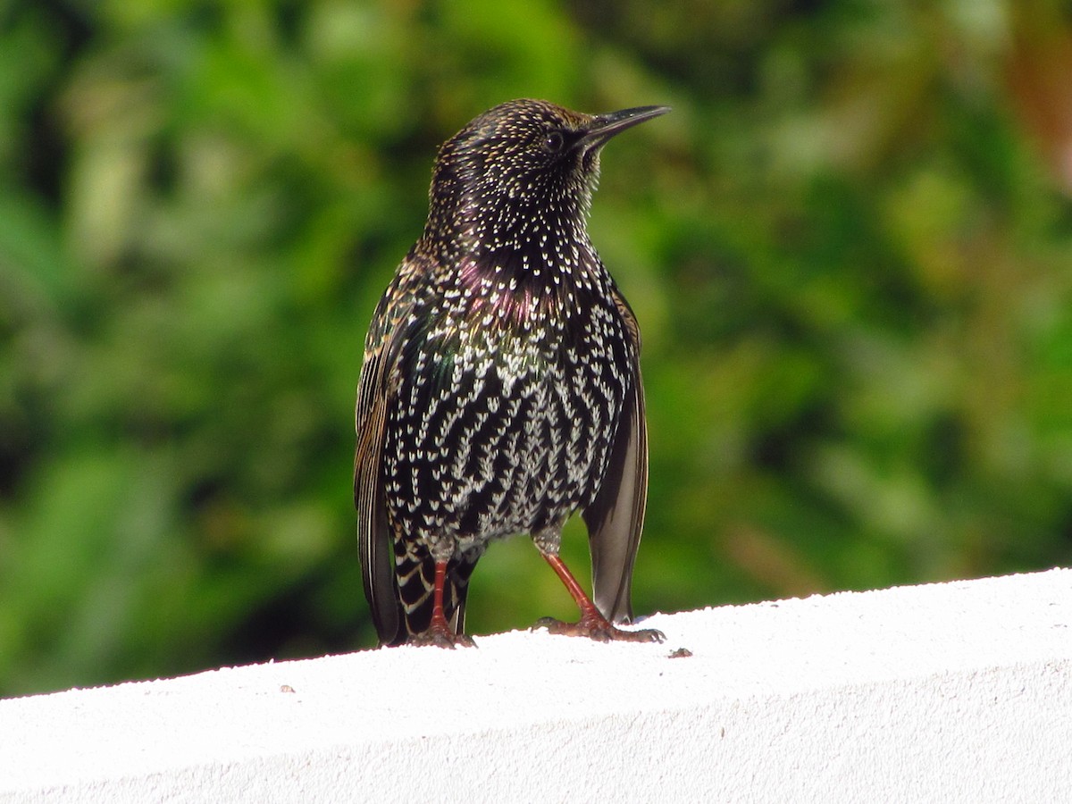 Storno - ML647080720