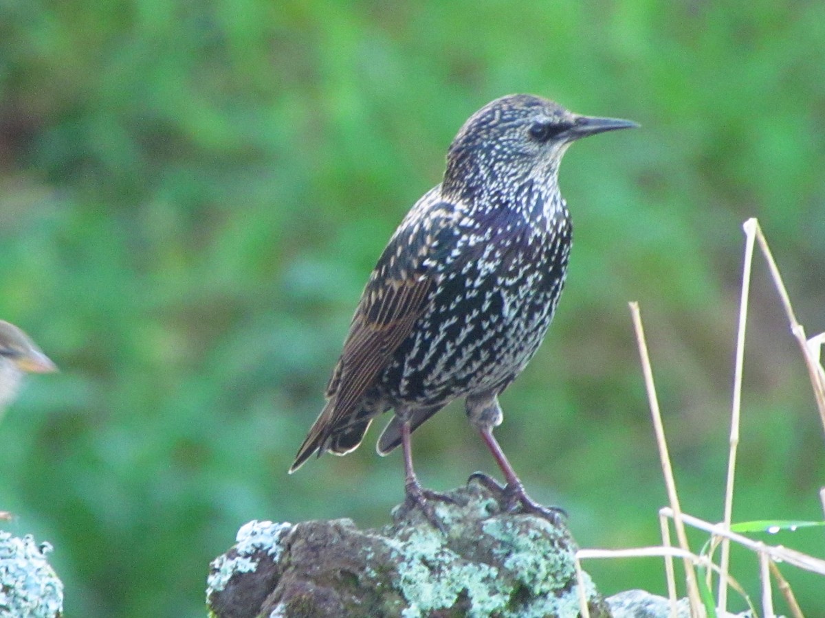 Storno - ML647080721