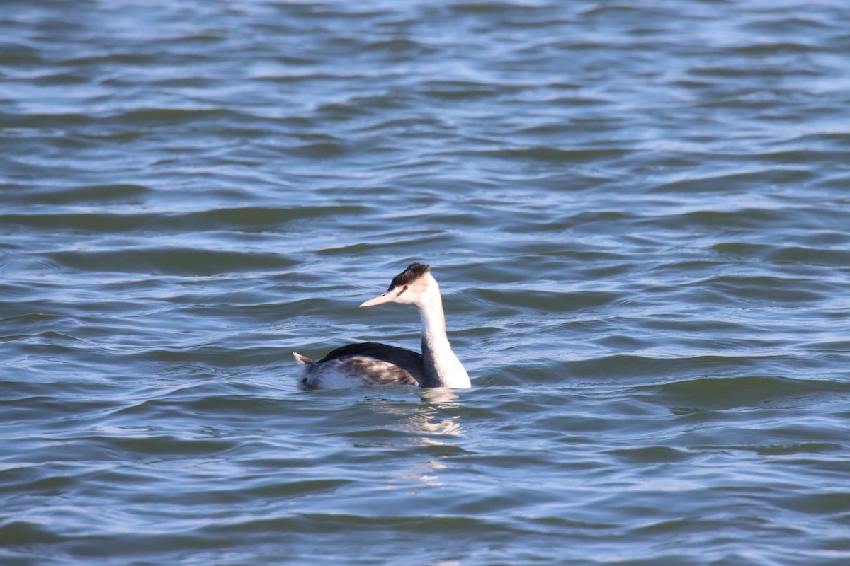 Great Crested Grebe - ML647080732