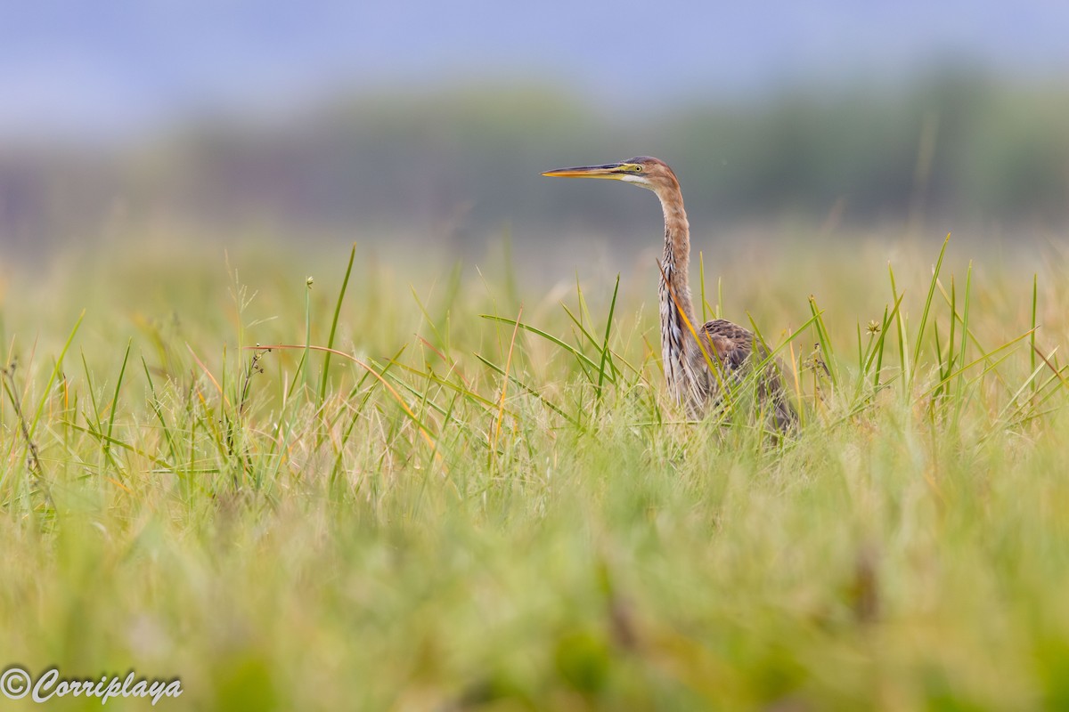 Purple Heron - ML647080735