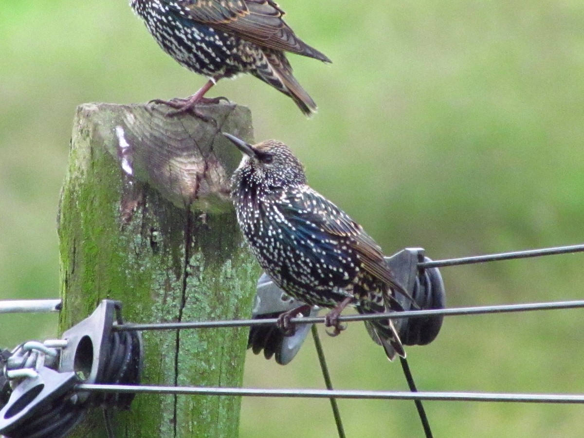 Storno - ML647080744