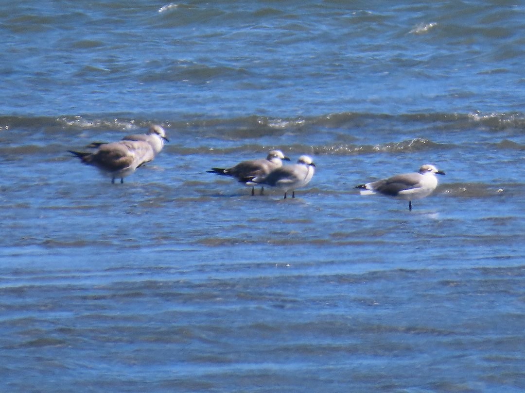 ワライカモメ - ML647080754