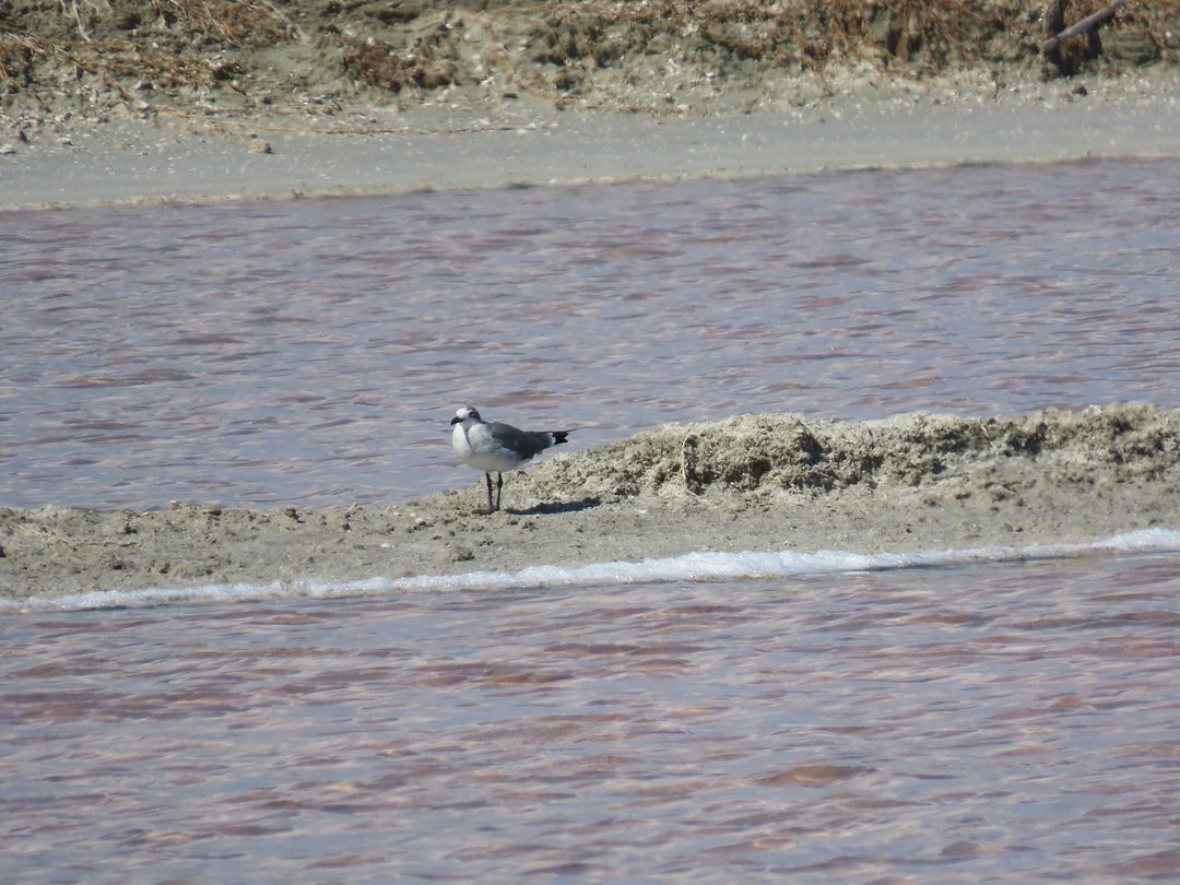 ワライカモメ - ML647080755