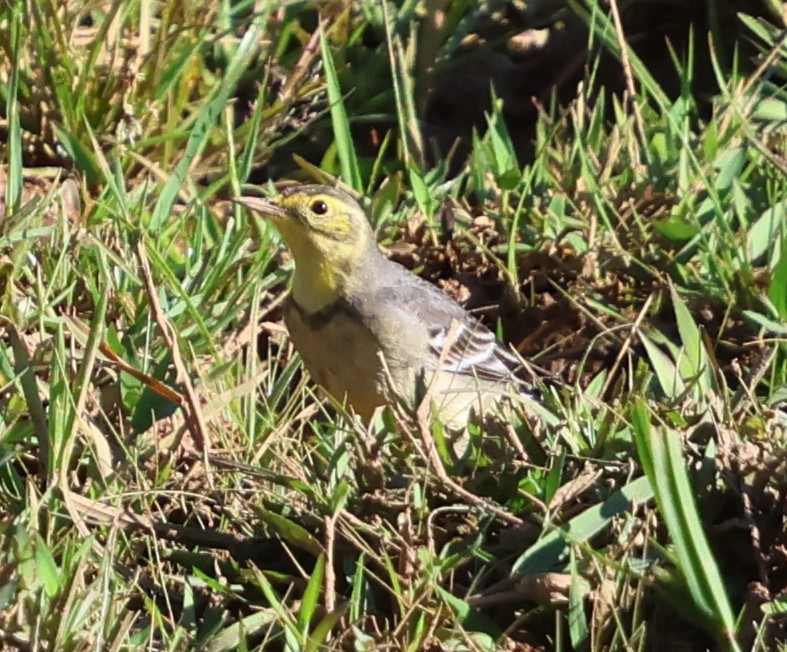 נחליאלי לימוני - ML647080762