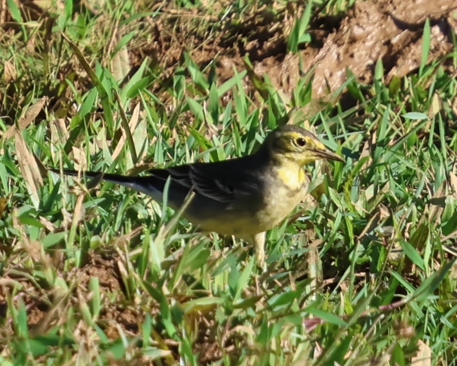 נחליאלי לימוני - ML647080763