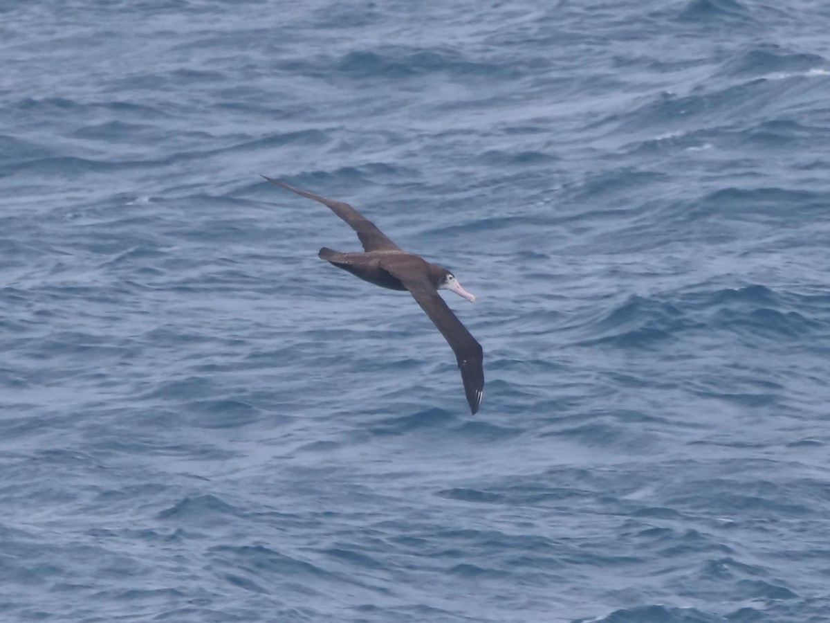 Snowy Albatross - ML647080769