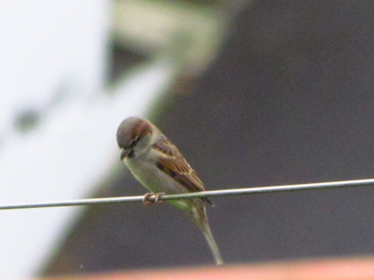 Passera oltremontana - ML647080774